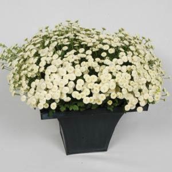 tanacetum_vegmo_snowball_extra_2.jpg
