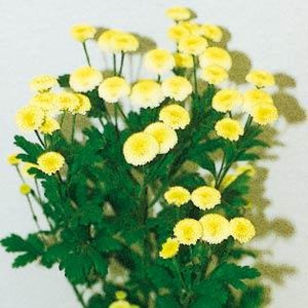 tanacetum_vegmo_yellow.jpg