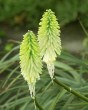 tritoma-(kniphofia)-ice-queen-i