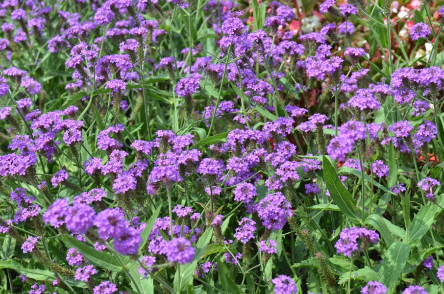 verbena_santos_purple2