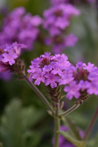 verbena_santos_purple5