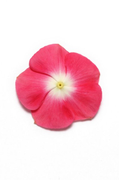 vinca_pacifica_xp_cherry_red_halo