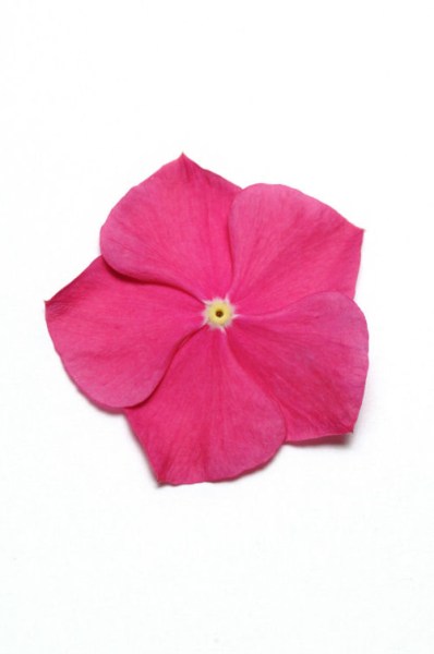 vinca_pacifica_xp_raspberry