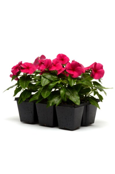 vinca_titan_burgundy2