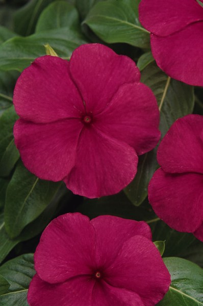 vinca_titan_burgundy