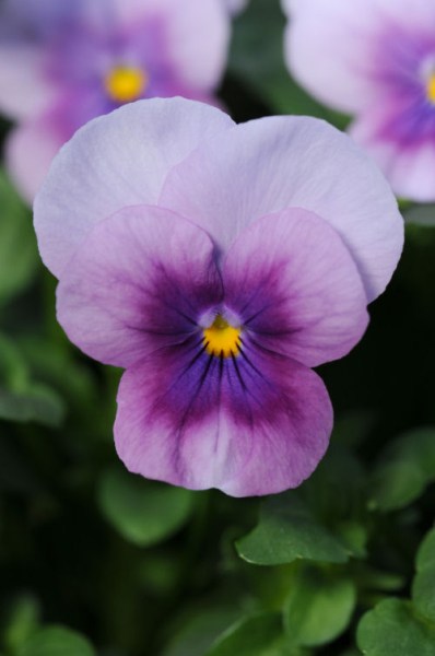 viola_sorbet_orchid_rose_beacon