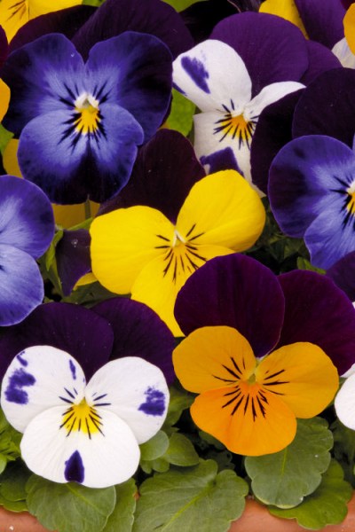 viola_sorbet_xp_jump_up_mix