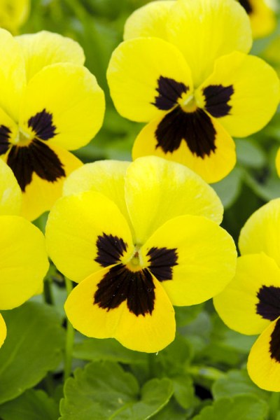 viola_sorbet_xp_primrose_blotch