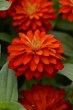 zinnia_zahara_double_fire