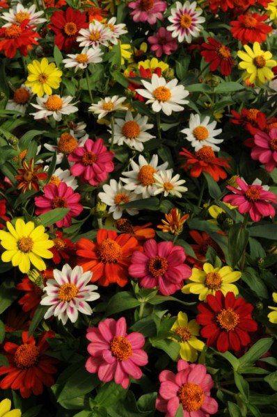 zinnia_zahara_mixture