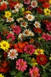 zinnia_zahara_mixture