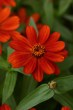 zinnia_zahara_red