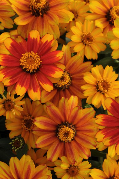 zinnia_zahara_sunburst2